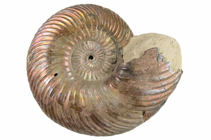 Iridescent Ammonite (Aconeceras) Fossil - Russia #262707